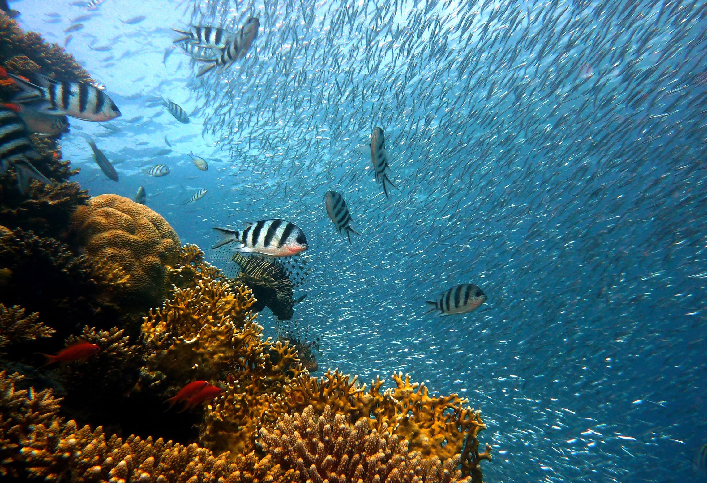 Poissons et corail